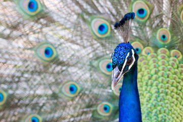 Beautiful peacock close portrait, vibrant colors