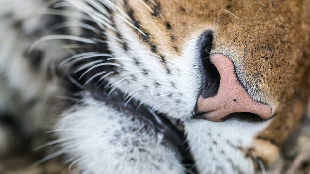 Tiger's nose, extreme zoom macro photo