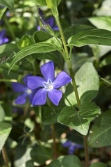 Vinca major