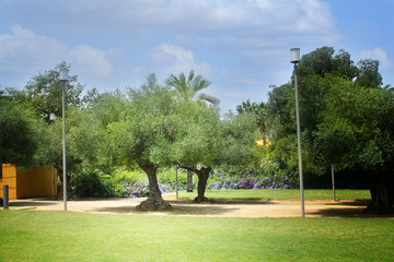 Large old olive trees in the Park