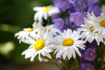 Obraz premium Chamomiles and campanulas on green summer background