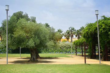 Large old olive trees in the Park
