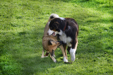 Two dogs playing in backyard grass 