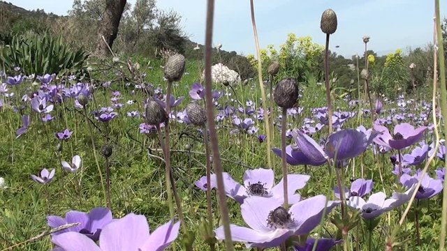 Anemone field with bees