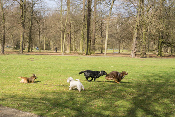 Viele Hunde die im Park miteinander spielen