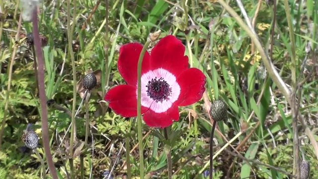One red anemone at meadow between violet anemones, zoom in