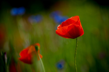 close up view of red poppies on a field