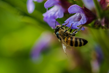 Bee collecting polen