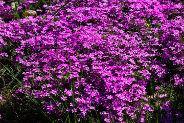 Obraz premium Purple wild flowers. Spring, flowering. Country style. Glade of flowers. Flower carpet 