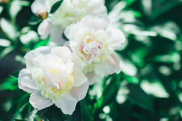 Tinted photo of white peonies in summer garden