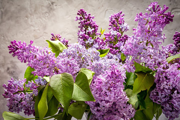 lilac flowers against neutral beige cement background