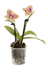 Bush dwarf phalaenopsis orchid in a pot on a white background 