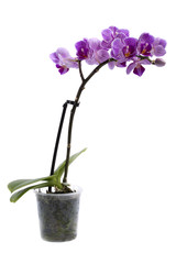 Bush dwarf phalaenopsis orchid in a pot on a white background 