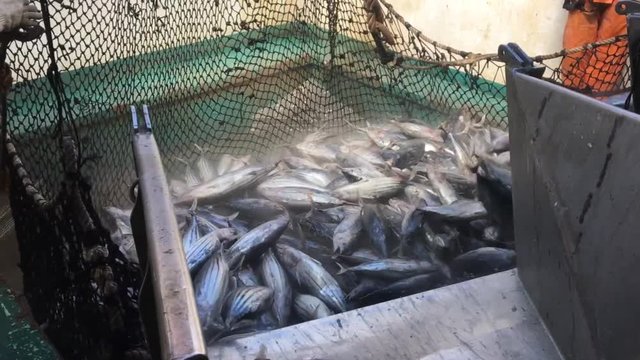 P&ecirc;che &agrave; la senne tournant de thon listao