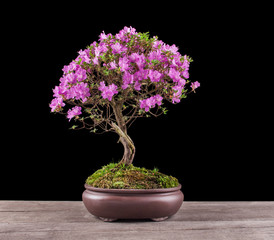 Bonsai Azalea japonica on a black background