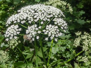 Bee on flower blooming white umbelliferous plant