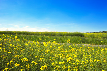 fields of yellow flowers agricultural lifestyle