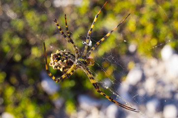 Big spider on the web