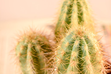 Close up Cactus