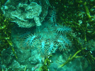 Underwater life in Vietnam