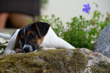 sad puppy, cute small puppy lying upon a stone and seems to be looking sad