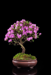 Bonsai Azalea japonica on a black background