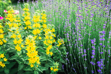 Blooming lavender and yellow flowers. Beautiful garden flowers