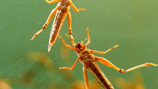 Two locusts climbing up vertical glass, one is moving away from another, insect belly close up view