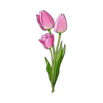 Hand drawn bunch of three side view pink tulip flower, sketch style vector illustration isolated on white background. Realistic hand drawing of three tulip flower bouquet, decoration element
