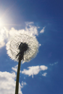Fluffy dandelion against the blue sky.