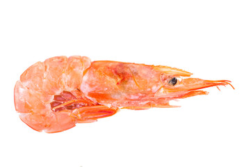 Shrimp on white background
