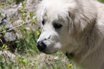 beautiful white labrador