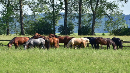 purebred horses on pasture and nice landscape,Czech republic