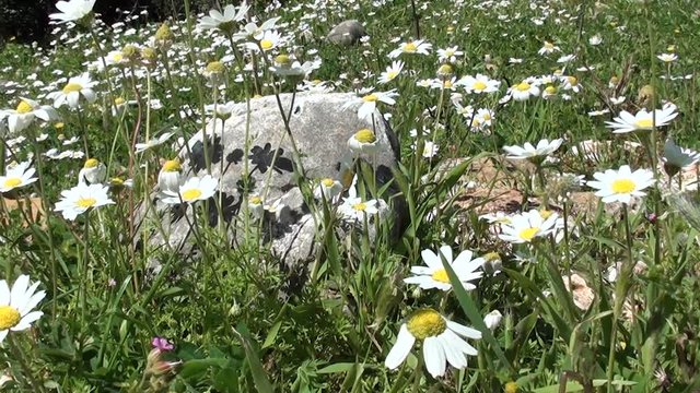 Camomile meadow and a stone