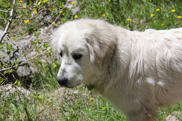 beautiful white labrador