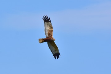 buzzard bird on hunt