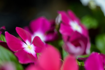 Fototapeta na wymiar Catharanthus roseus, Vinca flower,Madagascar periwinkle, Madagascar periwinkle