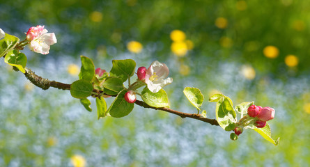 Young flowers of apple tree on background of forget-me-nots and dandelions.