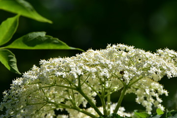 Blooming Elder, Sambucus nigra