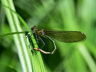 lestes sponsa damselfly