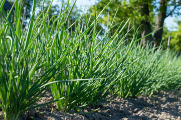 Field with onion and dill