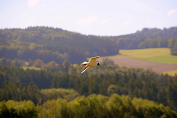 Fototapeta premium auf der Suche nach Nahrung, Lachmöwe im Flug über Wiesen und Wälder