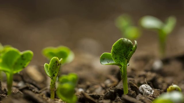 Time-lapse video of seed growing and sprouting from the soil.  