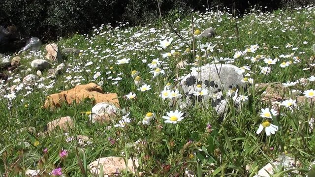Wild Camomile meadow and a stone