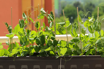 green peas plants growing in window box on the window in the town