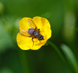 Buttercup with fly