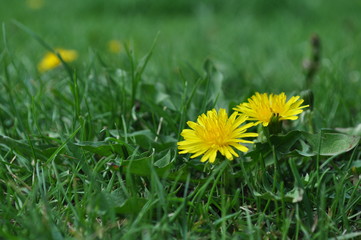 Yellow dandelions in the garden in green grass
