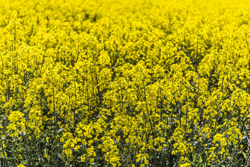Obraz premium rape blossom field