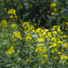 rape blossom