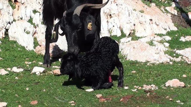 Nanny-goat licks its newborn 
